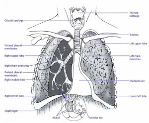 Lungs anatomy