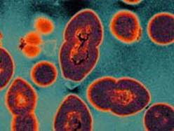 Enterococcus sbacteria