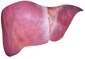 Liver