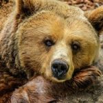 bear