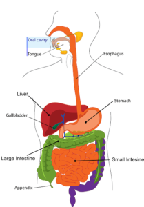 diagram of GI system